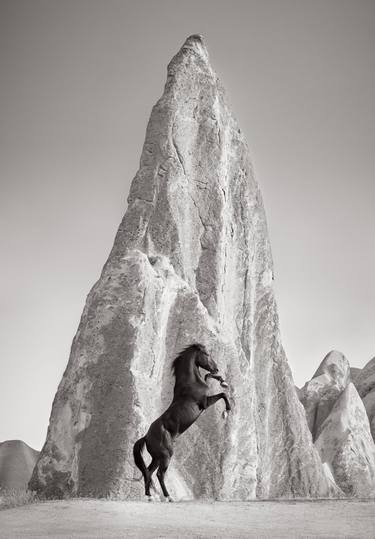 Original Minimalism Animal Photography by Drew Doggett