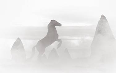 Original Minimalism Animal Photography by Drew Doggett