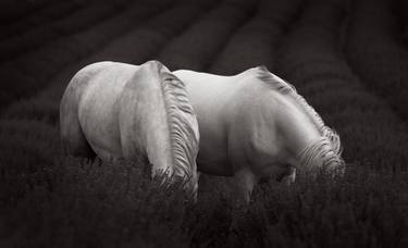 Original Minimalism Animal Photography by Drew Doggett