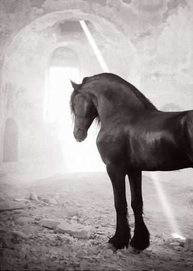 Original Minimalism Animal Photography by Drew Doggett