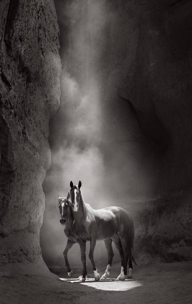 Original Minimalism Animal Photography by Drew Doggett