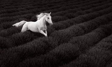 Original Minimalism Animal Photography by Drew Doggett