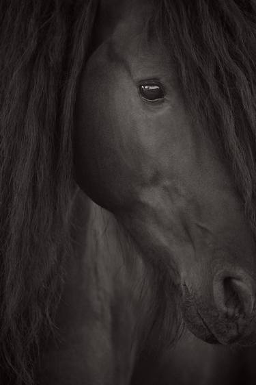 Original Minimalism Animal Photography by Drew Doggett