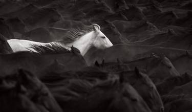 Original Minimalism Animal Photography by Drew Doggett