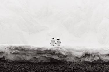 Original Black & White Animal Photography by Drew Doggett