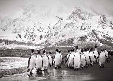 Original Black & White Animal Photography by Drew Doggett