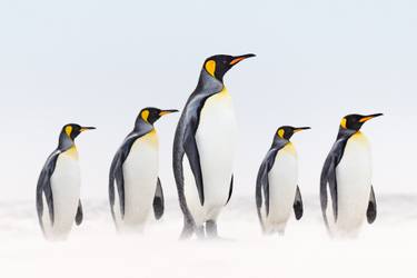 Original Minimalism Animal Photography by Drew Doggett