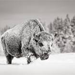 Warden of the Snow by Drew Doggett