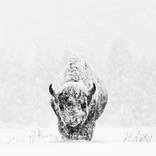 Winter's Guardian by Drew Doggett