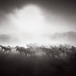 Freedom on the Plains by Drew Doggett