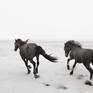 Collection Discovering the Horses of Sable Island