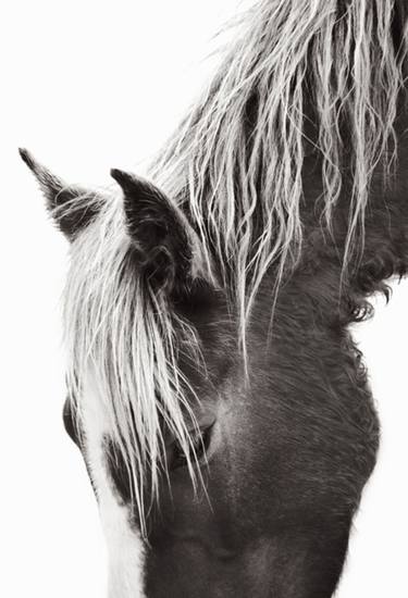 Original Fine Art Horse Photography by Drew Doggett