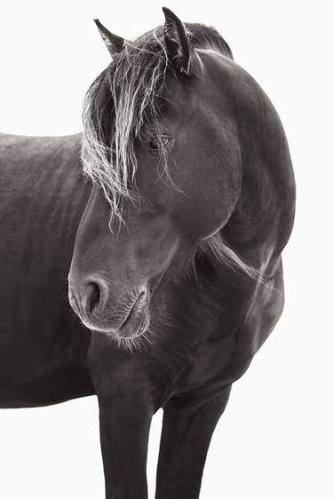 Original Fine Art Horse Photography by Drew Doggett