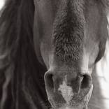 Discovering the Horses of Sable Island thumb