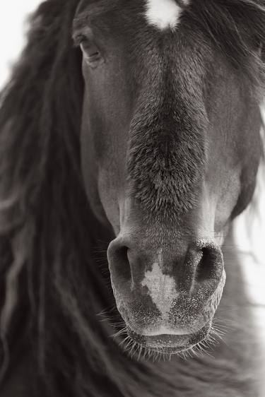 Original Horse Photography by Drew Doggett