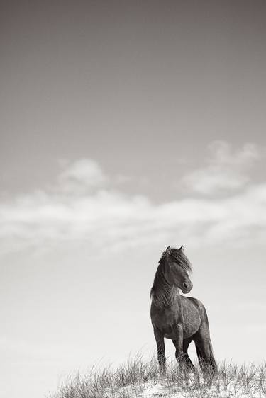 Original Fine Art Horse Photography by Drew Doggett