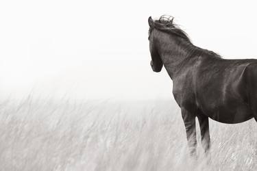 Original Fine Art Horse Photography by Drew Doggett