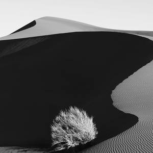 Collection Dunes: Landscapes Evolving