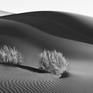 Collection Dunes: Landscapes Evolving
