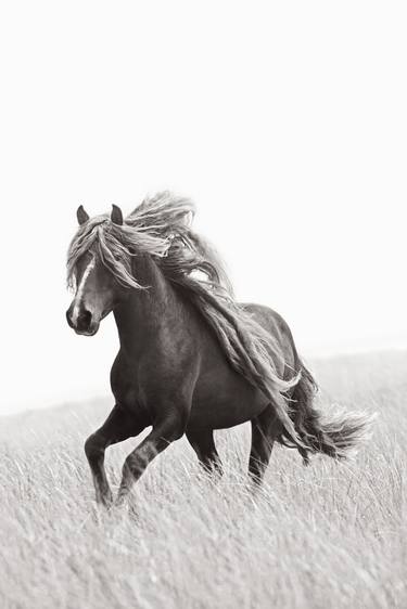 Original Horse Photography by Drew Doggett