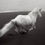 Collection Inspired by Ansel Adams