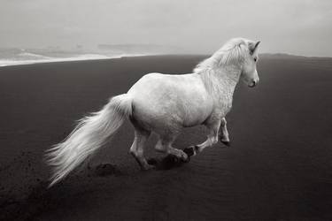 Original Fine Art Horse Photography by Drew Doggett