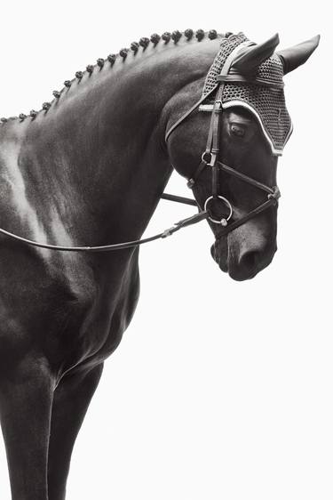 Original Portraiture Horse Photography by Drew Doggett