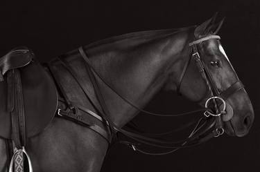 Original Horse Photography by Drew Doggett