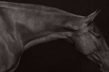 Original Portraiture Horse Photography by Drew Doggett