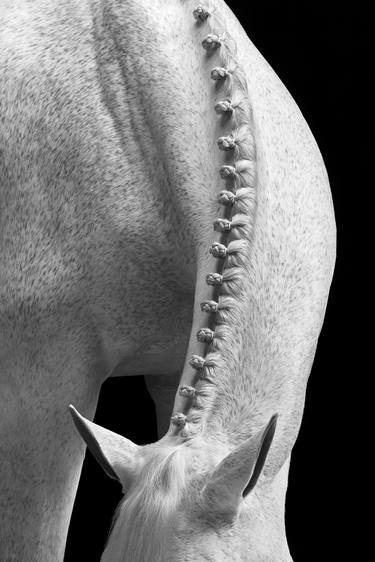 Original Portraiture Horse Photography by Drew Doggett