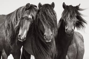 Original Horse Photography by Drew Doggett