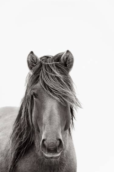 Original Fine Art Horse Photography by Drew Doggett