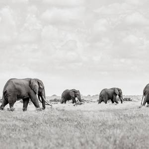 Collection Colossal Shadows: Super Tuskers of East Africa