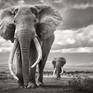 Collection Colossal Shadows: Super Tuskers of East Africa