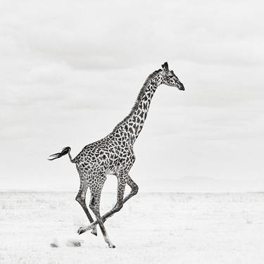 Original Animal Photography by Drew Doggett