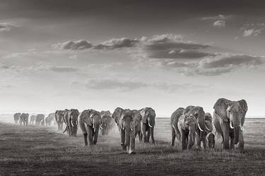Tuskers March - Limited Edition of 15 thumb
