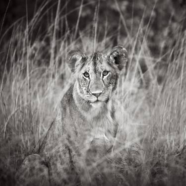 Original Animal Photography by Drew Doggett