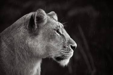 Lioness in Profile - Limited Edition of 15 thumb