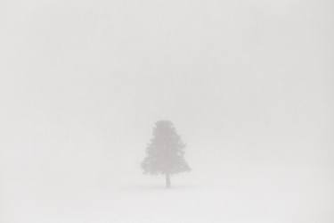 Original Tree Photography by Drew Doggett