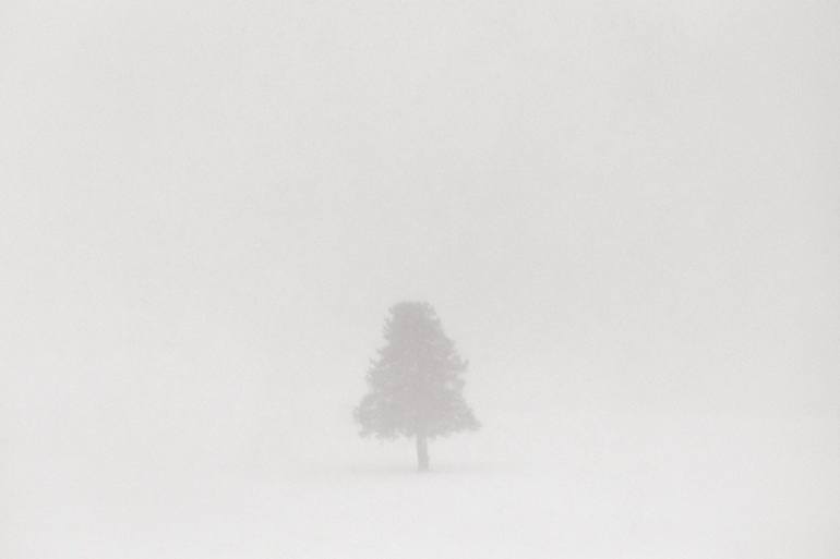 Original Abstract Tree Photography by Drew Doggett