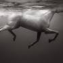Collection Equus: Underwater Rhythm