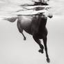 Collection Equus: Underwater Rhythm
