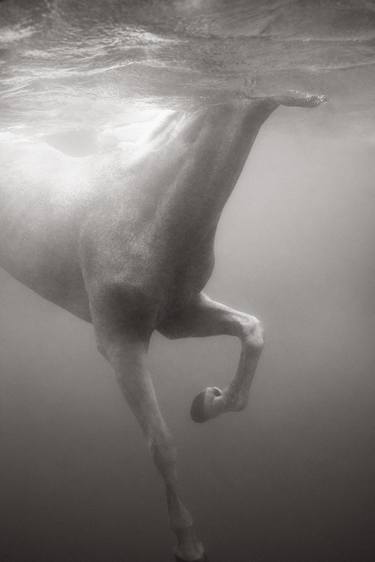 Original Conceptual Animal Photography by Drew Doggett
