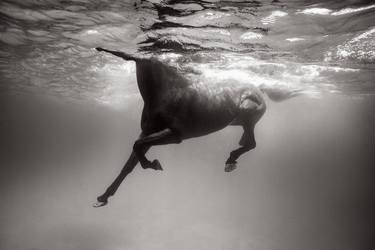 Original Animal Photography by Drew Doggett