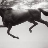 Equus: Underwater Rhythm thumb