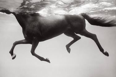 Original Conceptual Animal Photography by Drew Doggett