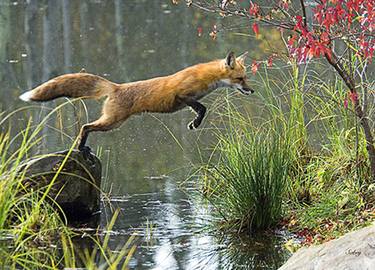 Leaping fox thumb