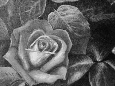 Gray Rose 2 thumb