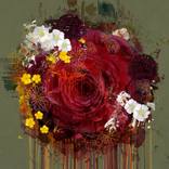 New Rose by Czar Catstick