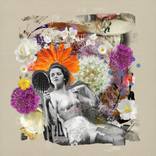 Collection Summer Blooms